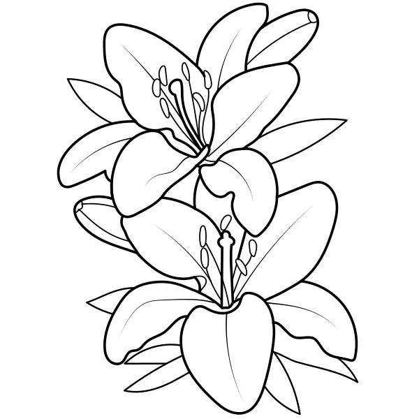 Lirios | Dibujos para colorear online para niños