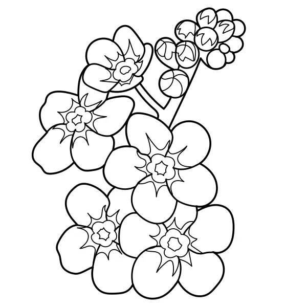 Nomeolvides | Dibujos para colorear online para niños