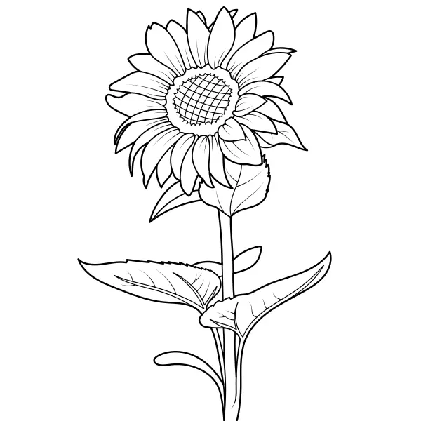 Girasol | Dibujos para colorear online para niños