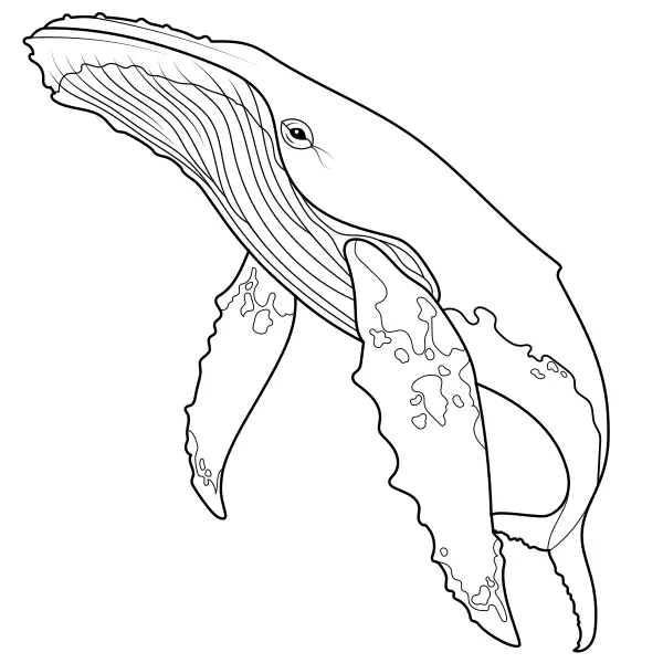 Ballena jorobada | Dibujos para colorear online para niños